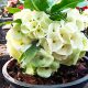 Euphorbia milii "Himalaya" (17)