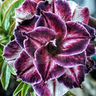 Adenium obesum (S-10)