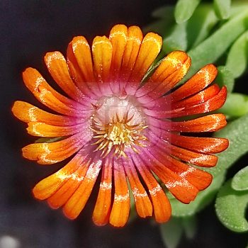 Delosperma S. Apricot Delosperma S. Apricot