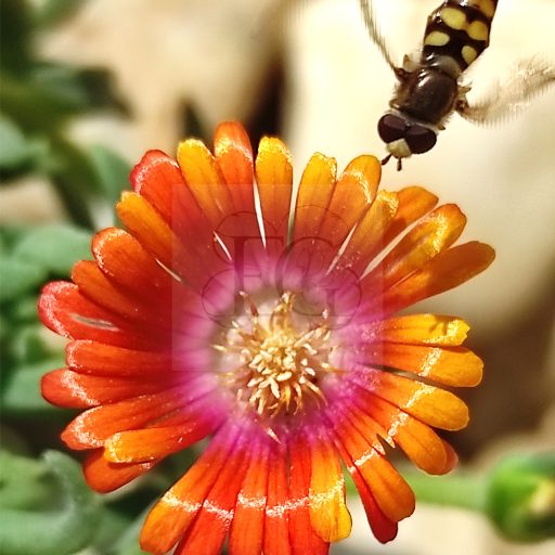 Delosperma S. Apricot