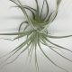 Tillandsia Straminea L