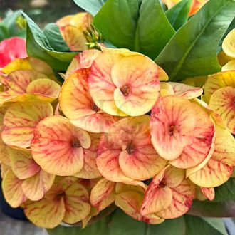 Euphorbia milii "Thong Lore" (A99)