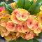 Euphorbia milii "Thong Lore" (A99)