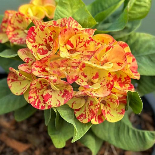 Euphorbia milii "Thong Lore" (A99)