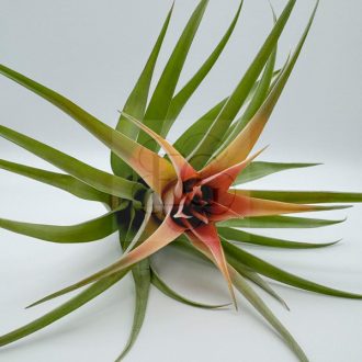 Tillandsia Capitata Duda/XL