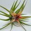 Tillandsia Capitata Duda/XL