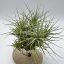 Tillandsia Heteromorpha Pulk