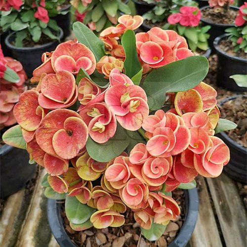 Euphorbia milii "Orange Spice" (OR-8)