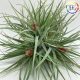 Tillandsia Houston Cotton Candy PULK/M