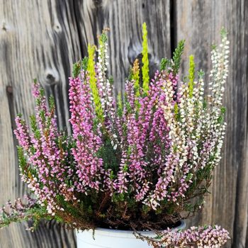 Calluna vulgaris/3 db-os csomag Calluna vulgaris/3 db-os csomag