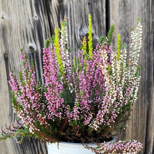 Calluna vulgaris/3 db-os csomag