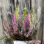 Calluna vulgaris/3 db-os csomag