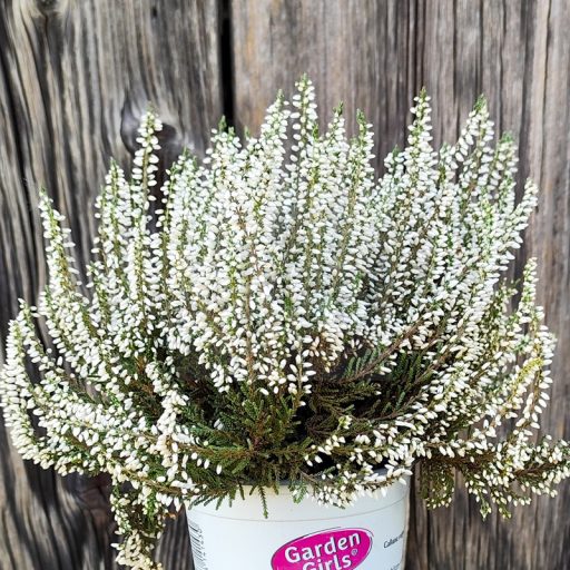 Calluna vulgaris/3 db-os csomag