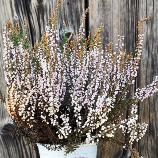 Calluna vulgaris/3 db-os csomag