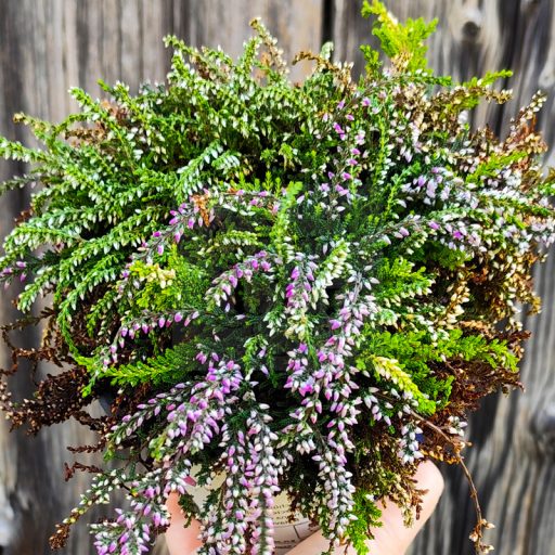 Calluna vulgaris/3 db-os csomag