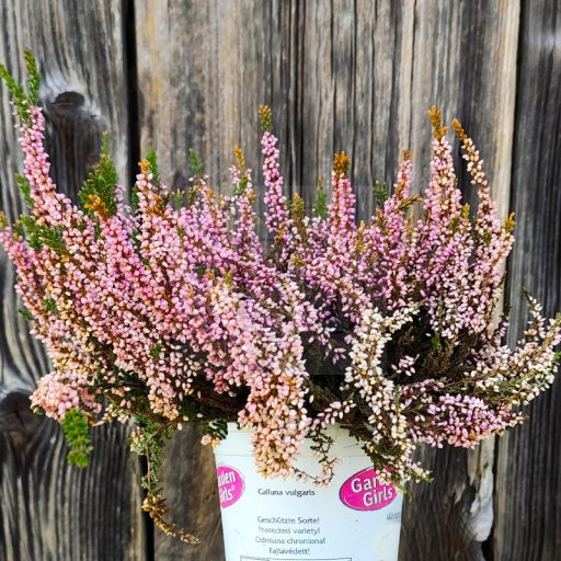 Calluna vulgaris/3 db-os csomag