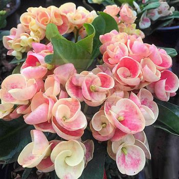 Euphorbia milii "Songkran" (N-45) Euphorbia milii "Songkran" (N-45)