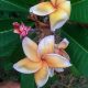 Plumeria rubra "Parameno"