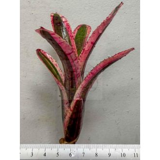 Neoregelia Star Fire 
