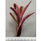Neoregelia Star Fire 