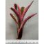Neoregelia Star Fire 