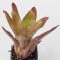 Neoregelia Angel Face 