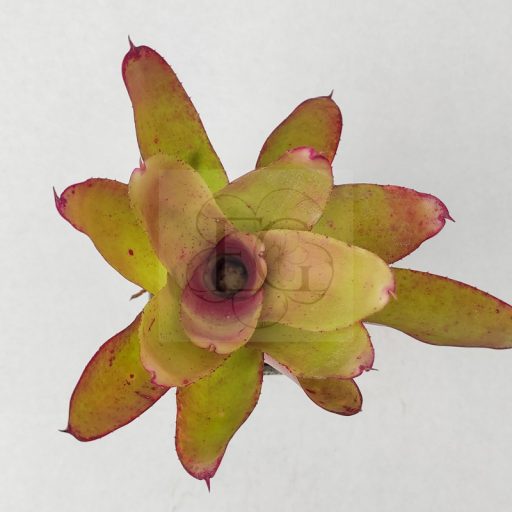 Neoregelia Angel Face 