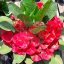 Euphorbia milii "Treasure Rich" (88)