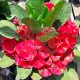 Euphorbia milii "Treasure Rich" (88)