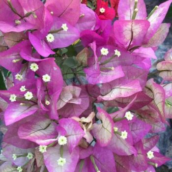 Bougainvillea "Vajid Ali Shah"  Bougainvillea "Vajid Ali Shah"