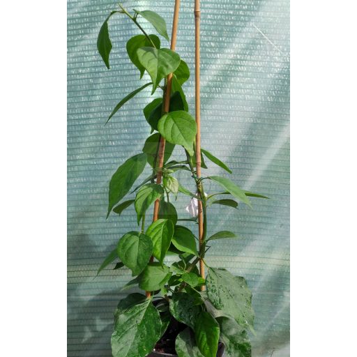  Bougainvillea "Vajid Ali Shah"