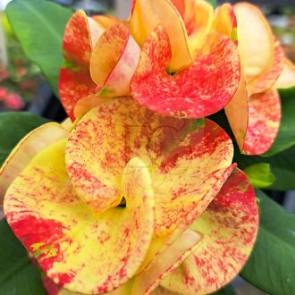 Euphorbia milii "Kra Chome Thong" (A5)