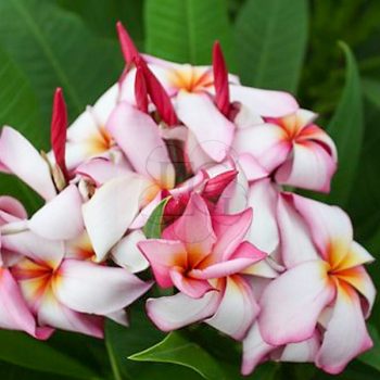 Plumeria rubra "Melody" JJ Plumeria rubra "Melody" JJ
