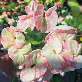 Euphorbia milii "Thep Mong Khon" (A56)