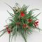 Tillandsia Albertiana Pulk Kork/XL