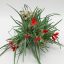 Tillandsia Albertiana Pulk Kork/XL