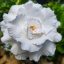 Adenium obesum "Wedding Dress" (2621)
