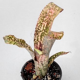 Billbergia Cimmeron 