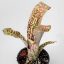 Billbergia Cimmeron 