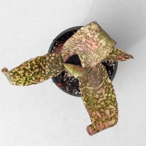 Billbergia Cimmeron 