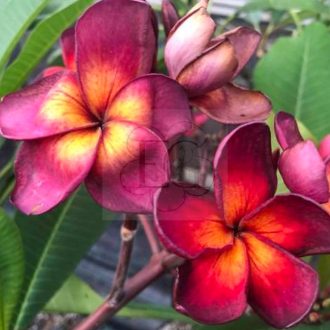 Plumeria rubra "Jamaican Fire" SK