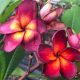 Plumeria rubra "Jamaican Fire"