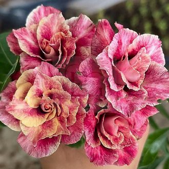 Adenium obesum "Peach Tornado" (TQC91)