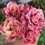 Adenium obesum "Peach Tornado" (TQC91)