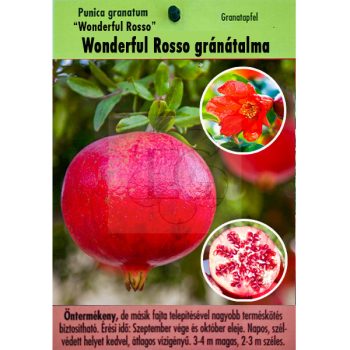 Punica granatum "Wonderful Rosso"-Gránátalma Punica granatum "Wonderful Rosso"-Gránátalma