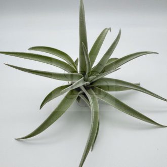 Tillandsia Harrisii 