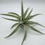 Tillandsia Harrisii 