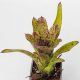 Neoregelia Cheer 