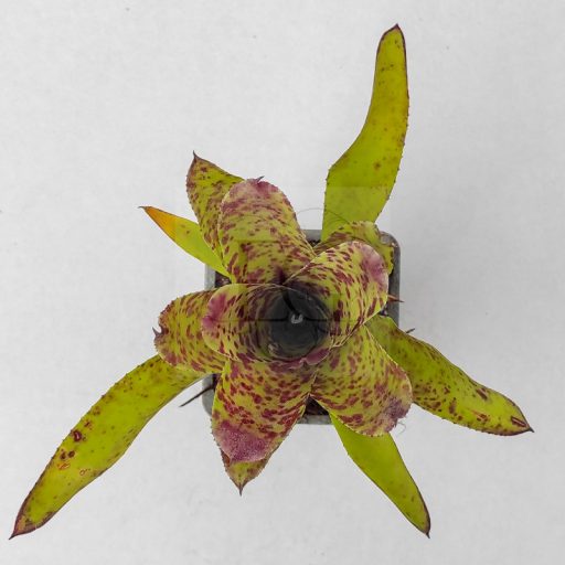 Neoregelia Cheer 