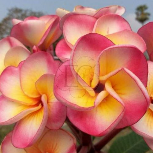 Plumeria rubra "Diamond Spritz" (NUI)